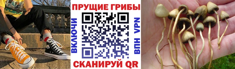 где купить наркоту  Малгобек  KRAKEN ССЫЛКА  Галлюциногенные грибы GOLDEN TEACHER 