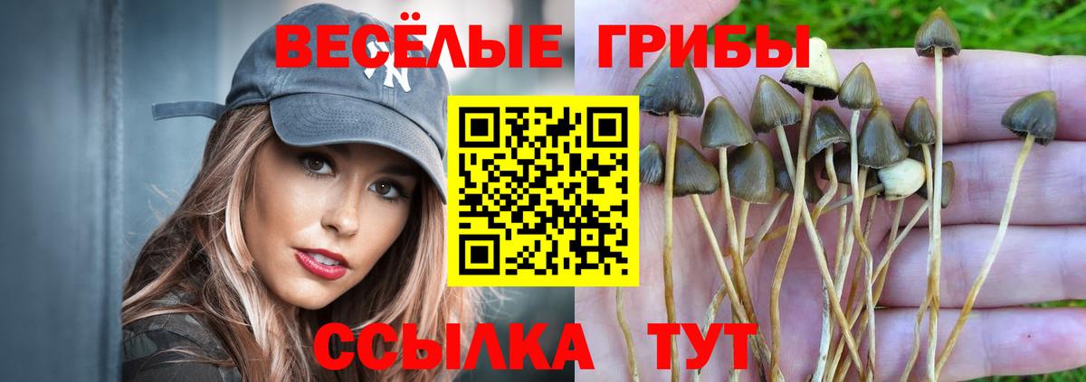 Псилоцибиновые грибы Psilocybine cubensis Малгобек